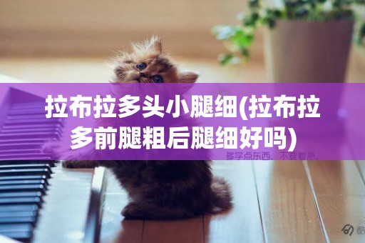 拉布拉多頭小腿細(拉布拉多前腿粗后腿細好嗎)