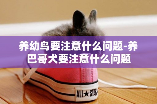 養幼鳥要注意什么問題-養巴哥犬要注意什么問題
