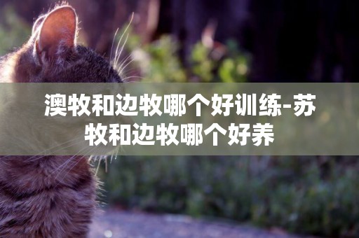 澳牧和邊牧哪個好訓練-蘇牧和邊牧哪個好養
