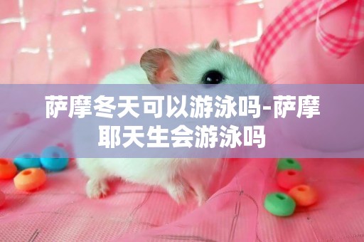 薩摩冬天可以游泳嗎-薩摩耶天生會游泳嗎