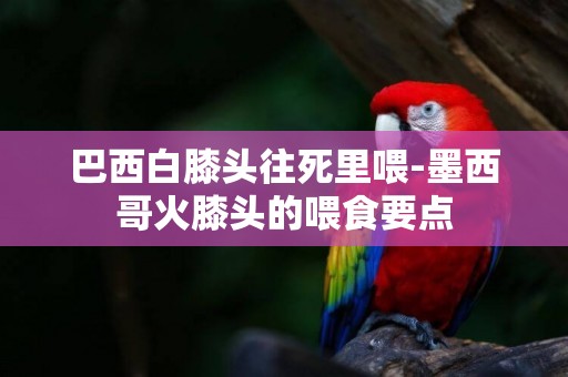 巴西白膝頭往死里喂-墨西哥火膝頭的喂食要點