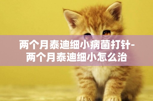 兩個月泰迪細小病菌打針-兩個月泰迪細小怎么治