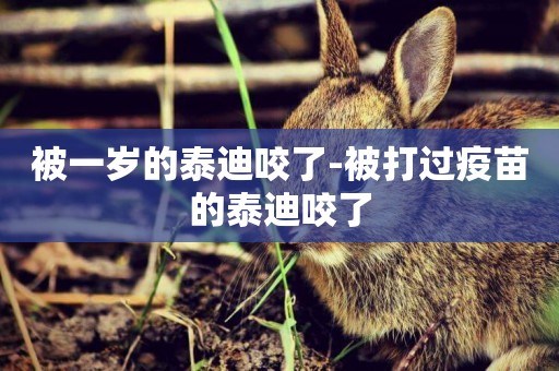 被一歲的泰迪咬了-被打過疫苗的泰迪咬了