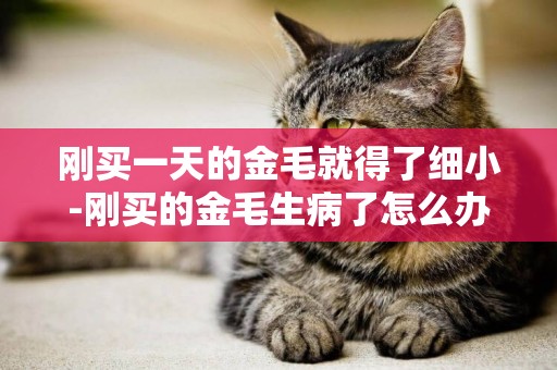剛買一天的金毛就得了細小-剛買的金毛生病了怎么辦