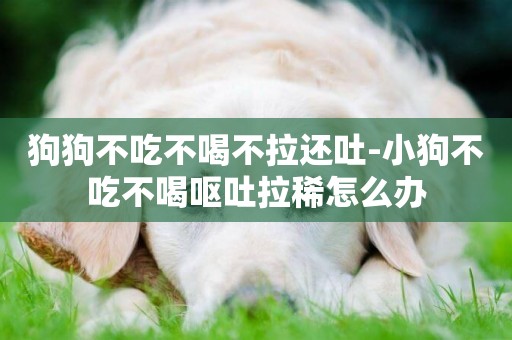 狗狗不吃不喝不拉還吐-小狗不吃不喝嘔吐拉稀怎么辦
