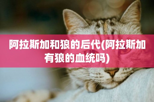 阿拉斯加和狼的后代(阿拉斯加有狼的血統嗎)