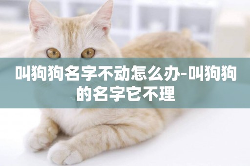 叫狗狗名字不動怎么辦-叫狗狗的名字它不理