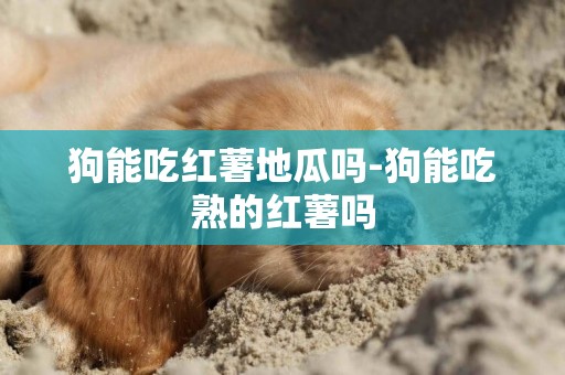 狗能吃紅薯地瓜嗎-狗能吃熟的紅薯嗎
