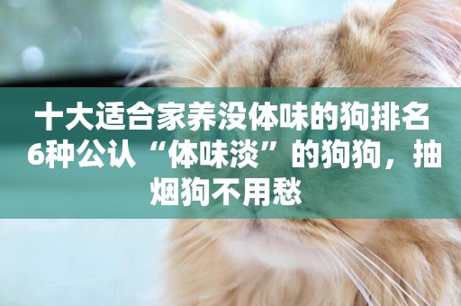 十大適合家養沒體味的狗排名 6種公認“體味淡”的狗狗，抽煙狗不用愁 