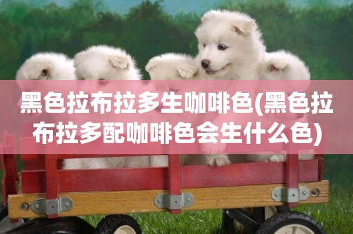 黑色拉布拉多生咖啡色(黑色拉布拉多配咖啡色會生什么色)