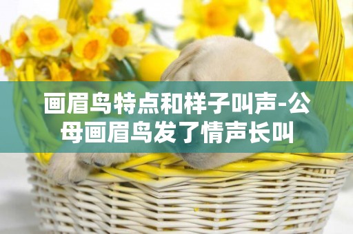畫眉鳥特點和樣子叫聲-公母畫眉鳥發了情聲長叫