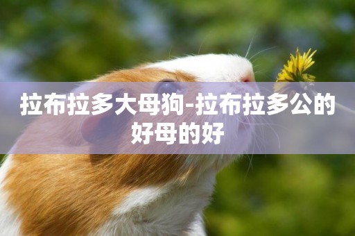 拉布拉多大母狗-拉布拉多公的好母的好