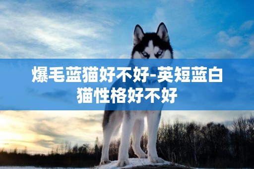 爆毛藍貓好不好-英短藍白貓性格好不好