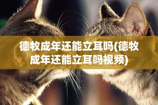 德牧成年還能立耳嗎(德牧成年還能立耳嗎視頻)