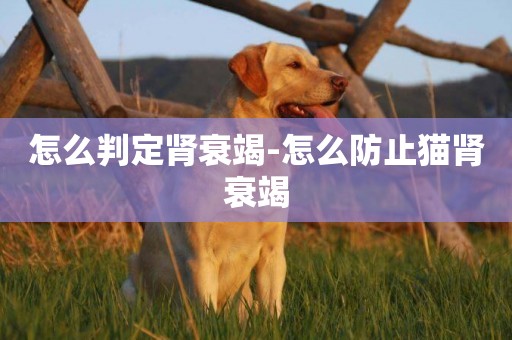 怎么判定腎衰竭-怎么防止貓腎衰竭