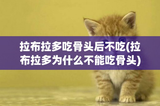 拉布拉多吃骨頭后不吃(拉布拉多為什么不能吃骨頭)