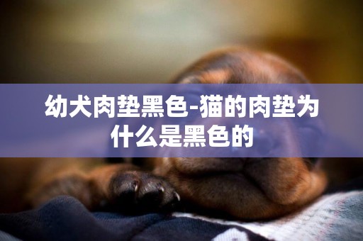 幼犬肉墊黑色-貓的肉墊為什么是黑色的