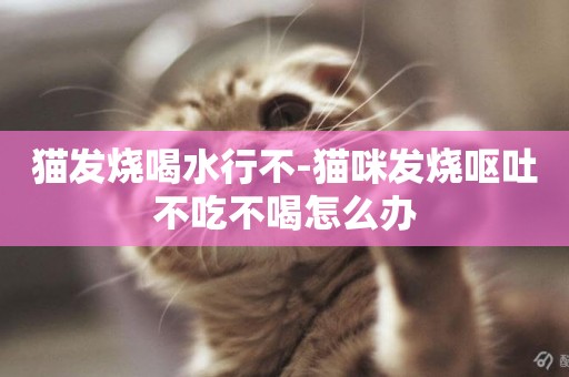 貓發燒喝水行不-貓咪發燒嘔吐不吃不喝怎么辦