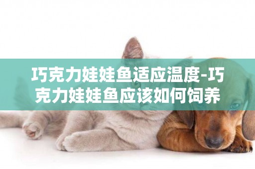 巧克力娃娃魚適應溫度-巧克力娃娃魚應該如何飼養