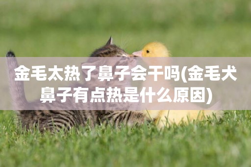 金毛太熱了鼻子會干嗎(金毛犬鼻子有點熱是什么原因)