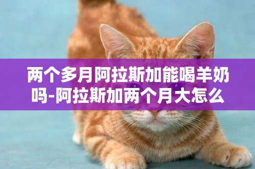 兩個多月阿拉斯加能喝羊奶嗎-阿拉斯加兩個月大怎么喂