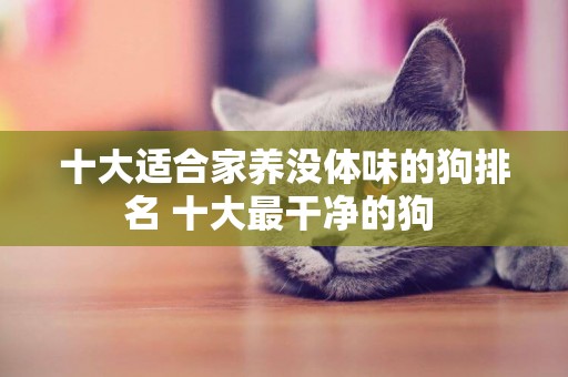 十大適合家養沒體味的狗排名 十大最干凈的狗 