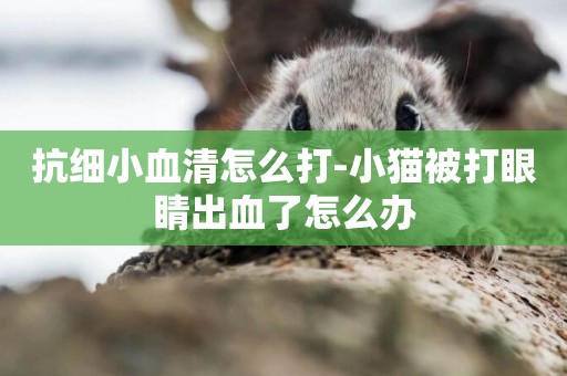 抗細小血清怎么打-小貓被打眼睛出血了怎么辦