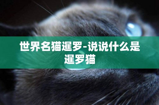 世界名貓暹羅-說說什么是暹羅貓