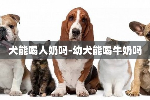 犬能喝人奶嗎-幼犬能喝牛奶嗎