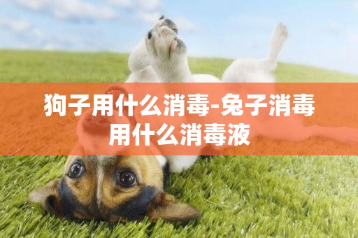 狗子用什么消毒-兔子消毒用什么消毒液