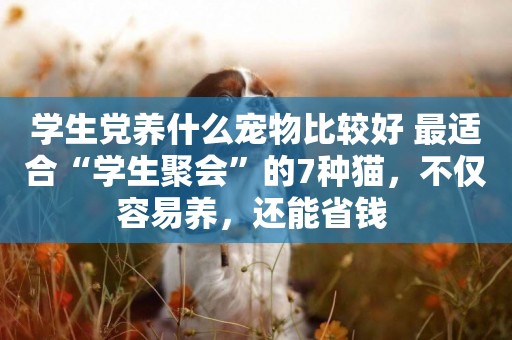 學生黨養什么寵物比較好 最適合“學生聚會”的7種貓，不僅容易養，還能省錢 
