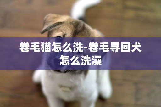 卷毛貓怎么洗-卷毛尋回犬怎么洗澡