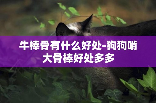 牛棒骨有什么好處-狗狗啃大骨棒好處多多