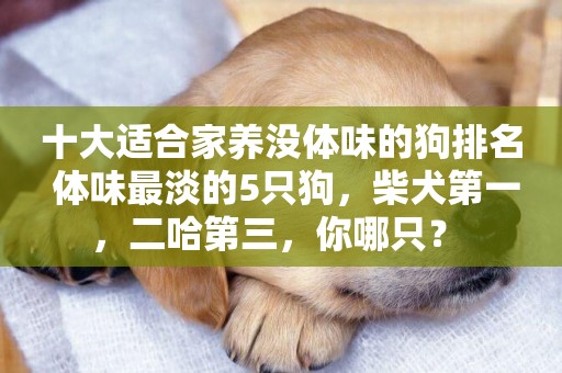 十大適合家養沒體味的狗排名 體味最淡的5只狗，柴犬第一，二哈第三，你哪只？ 