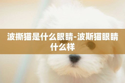 波撕貓是什么眼睛-波斯貓眼睛什么樣