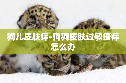 狗兒皮膚癢-狗狗皮膚過敏瘙癢怎么辦