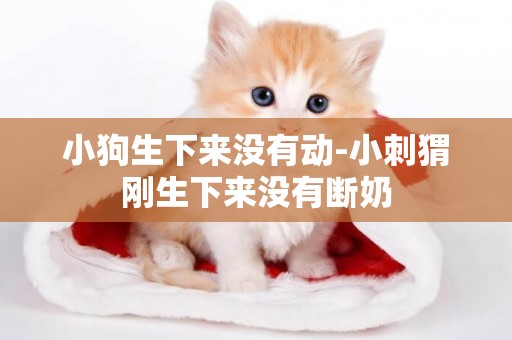 小狗生下來沒有動-小刺猬剛生下來沒有斷奶