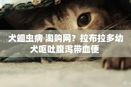 犬蛔蟲病 淘購網？拉布拉多幼犬嘔吐腹瀉帶血便 