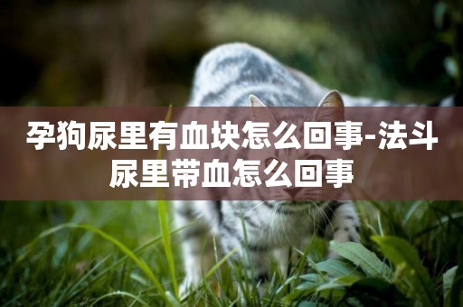 孕狗尿里有血塊怎么回事-法斗尿里帶血怎么回事