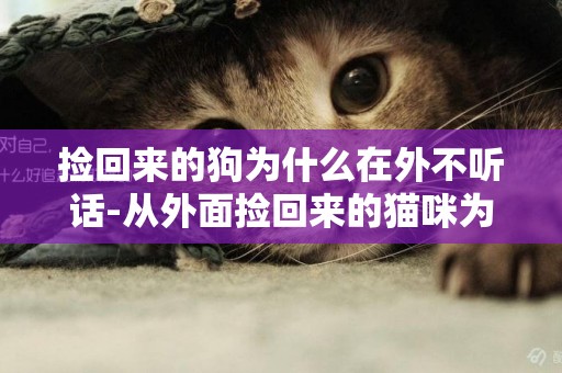撿回來的狗為什么在外不聽話-從外面撿回來的貓咪為什么不能直接飼養