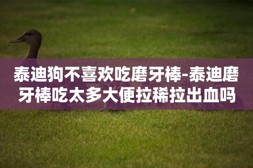 泰迪狗不喜歡吃磨牙棒-泰迪磨牙棒吃太多大便拉稀拉出血嗎