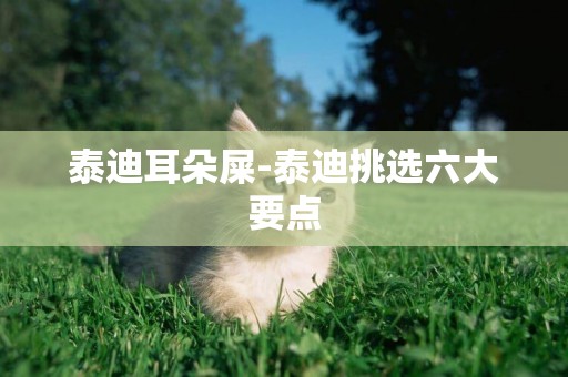 泰迪耳朵屎-泰迪挑選六大要點