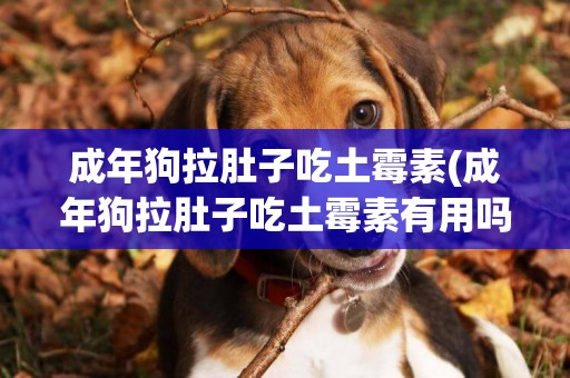 成年狗拉肚子吃土霉素(成年狗拉肚子吃土霉素有用嗎)