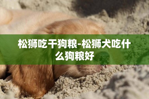 松獅吃干狗糧-松獅犬吃什么狗糧好