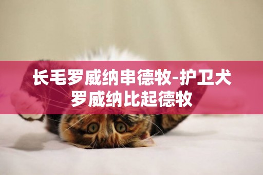 長毛羅威納串德牧-護衛犬羅威納比起德牧