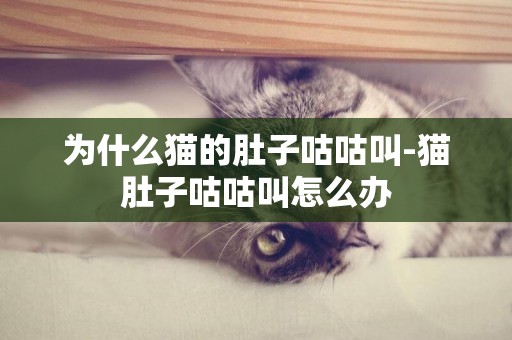 為什么貓的肚子咕咕叫-貓肚子咕咕叫怎么辦