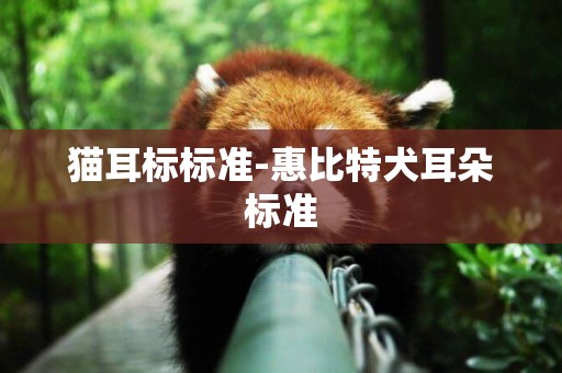 貓耳標標準-惠比特犬耳朵標準