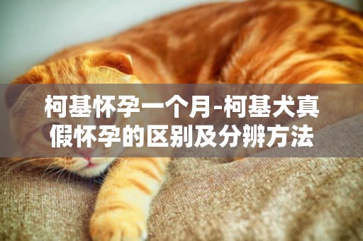 柯基懷孕一個月-柯基犬真假懷孕的區別及分辨方法