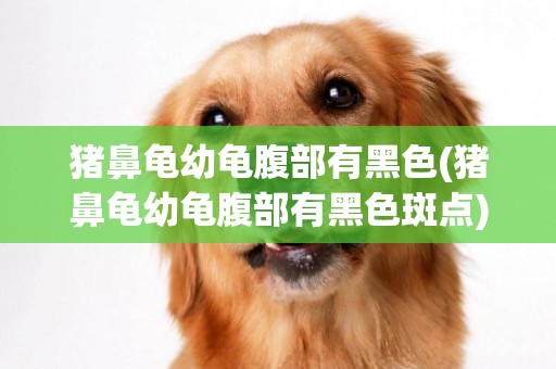 豬鼻龜幼龜腹部有黑色(豬鼻龜幼龜腹部有黑色斑點)