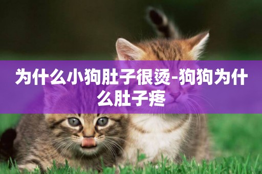 為什么小狗肚子很燙-狗狗為什么肚子疼